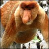 uraqohawed